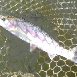 大安トラウトレイク釣果